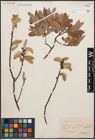 Foto von Salix cinerea L.